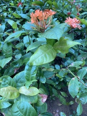 Ixora