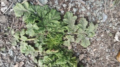 Heracleum sosnowskyi