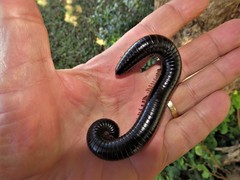 Doratogonus infragilis