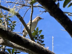 Mimus graysoni