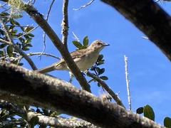 Mimus graysoni