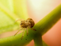 Bomis larvata
