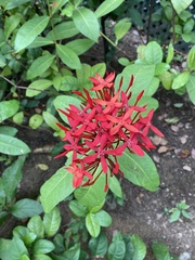 Ixora