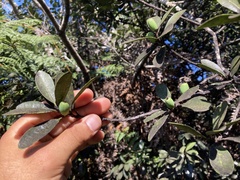 Sideroxylon socorrense