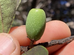 Sideroxylon socorrense