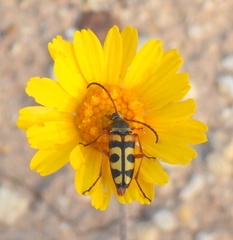 Typocerus sinuatus
