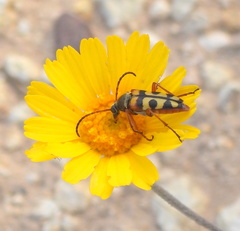 Typocerus sinuatus
