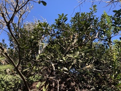 Sideroxylon socorrense