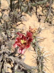 Cylindropuntia calmalliana