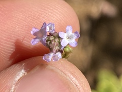 Verbena sphaerocarpa