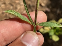 Verbena sphaerocarpa