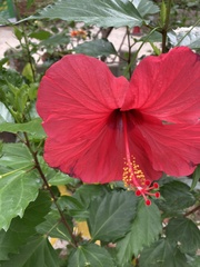 Hibiscus