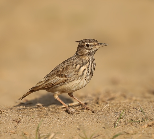 Crested Lark