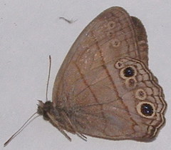 Cissia themis
