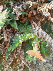 Polystichum vestitum
