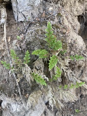 Selaginella lepidophylla