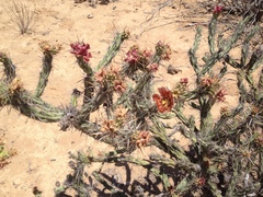 Cylindropuntia calmalliana