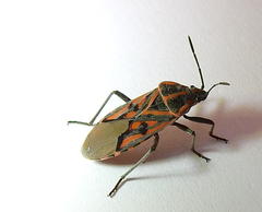 Spilostethus crudelis