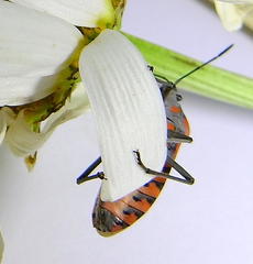 Spilostethus crudelis