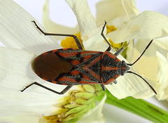 Spilostethus crudelis