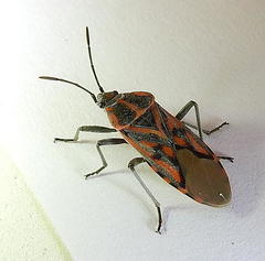 Spilostethus crudelis