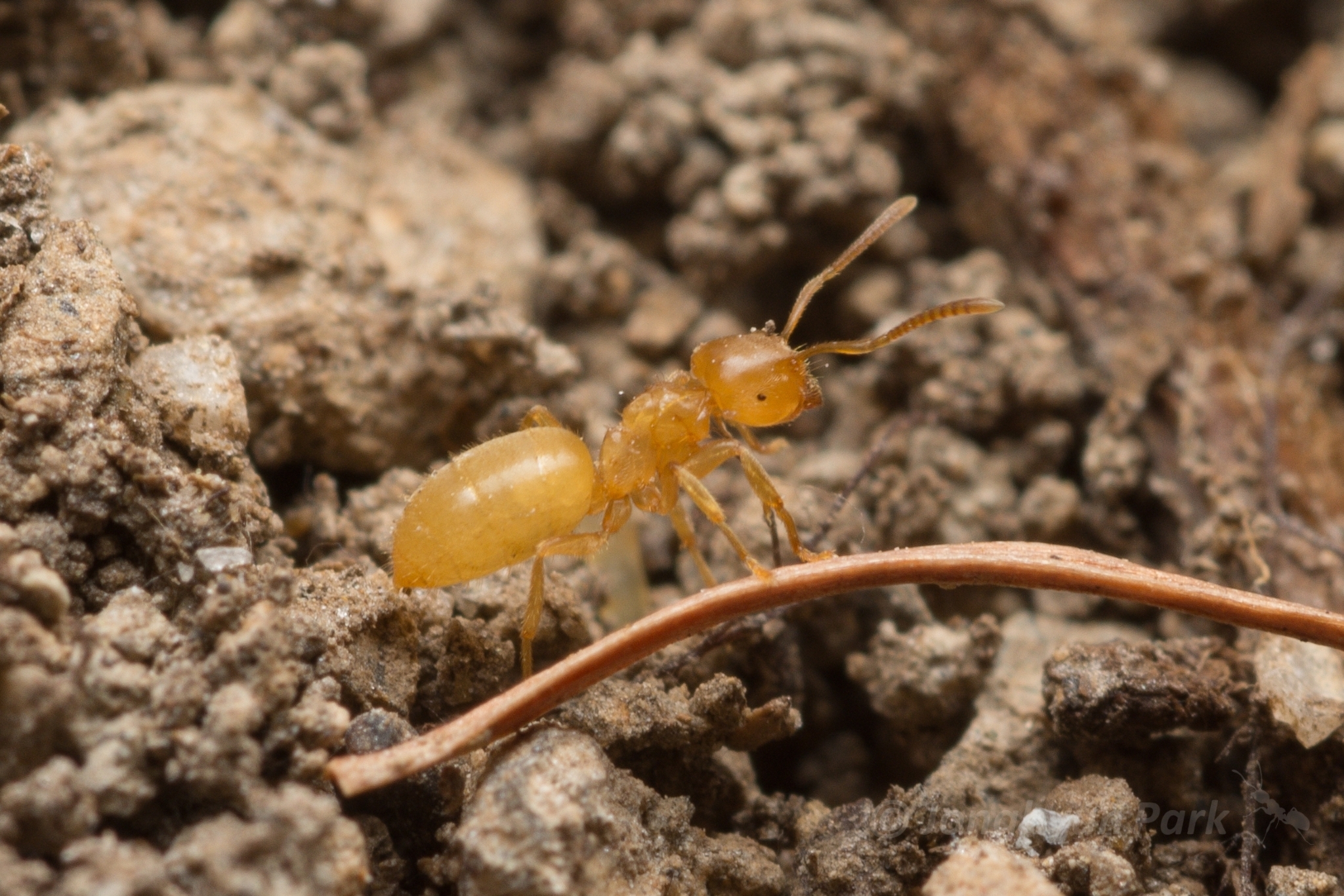 Lasius talpa