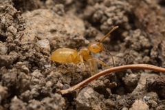 Lasius talpa