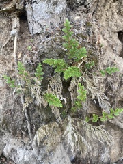 Selaginella lepidophylla