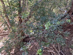 Ilex socorroensis
