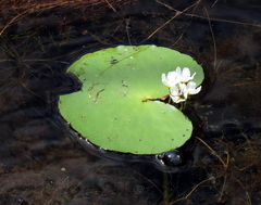 Nymphoides aquatica