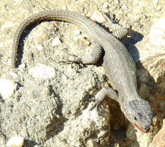 Ninurta coeruleopunctatus