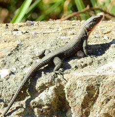 Ninurta coeruleopunctatus