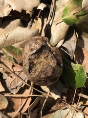 Cynipini