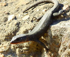 Ninurta coeruleopunctatus
