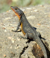 Ninurta coeruleopunctatus