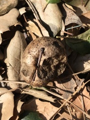 Cynipini