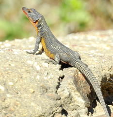 Ninurta coeruleopunctatus