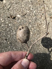 Cynipini