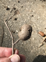 Cynipini