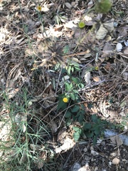 Bidens