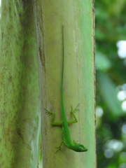 Anolis chloris
