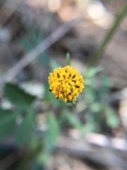 Bidens