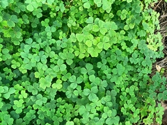 Oxalis tuberosa