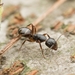 Camponotus nipponensis - Photo 由 Jonghyun Park 所上傳的 (c) Jonghyun Park，保留部份權利CC BY