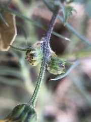 Bidens
