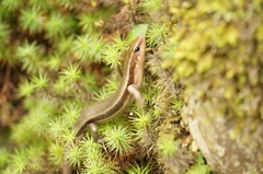 Plestiodon japonicus