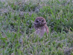 Athene cunicularia floridana