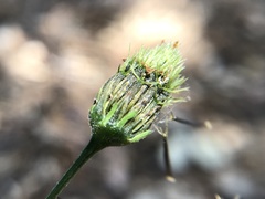 Bidens
