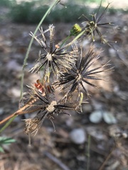 Bidens