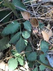 Bidens